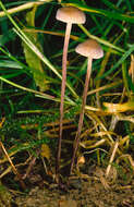 Plancia ëd Rhizomarasmius undatus (Berk.) R. H. Petersen 2000