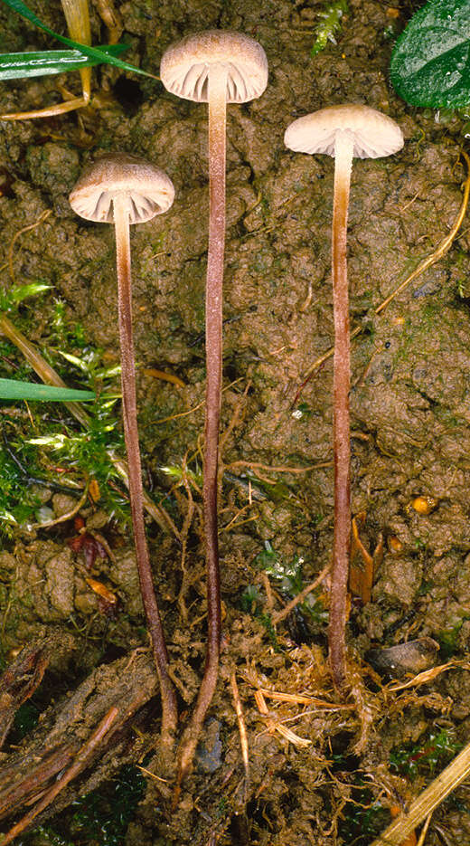 Plancia ëd Rhizomarasmius undatus (Berk.) R. H. Petersen 2000