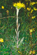 Tephroseris integrifolia subsp. integrifolia resmi