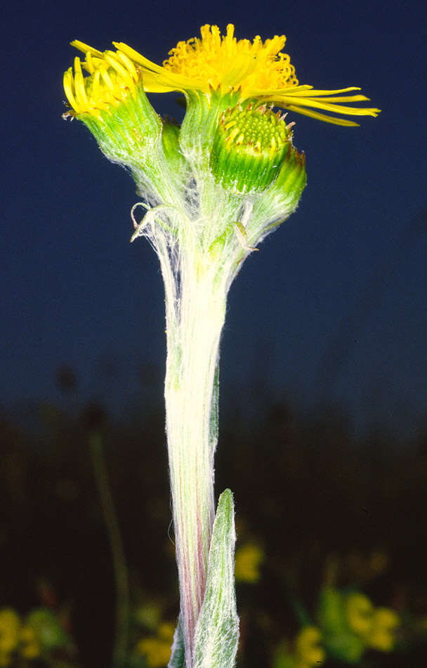 Tephroseris integrifolia subsp. integrifolia resmi