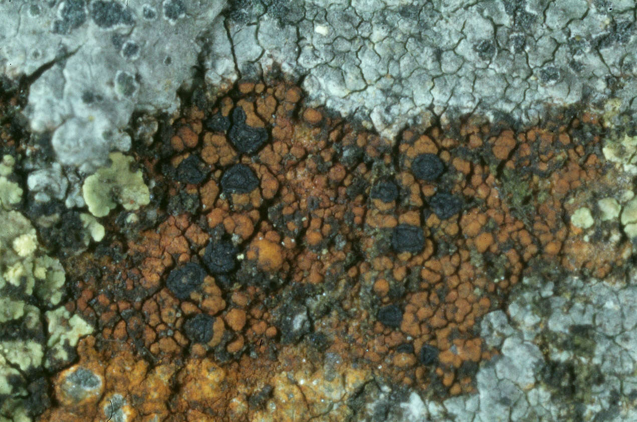 Image of Oeder's map lichen