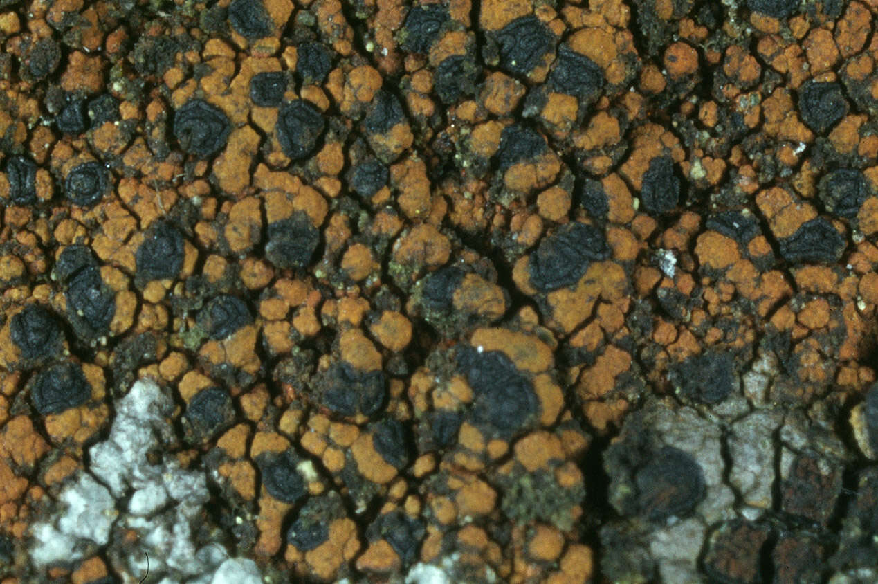 Image of Oeder's map lichen