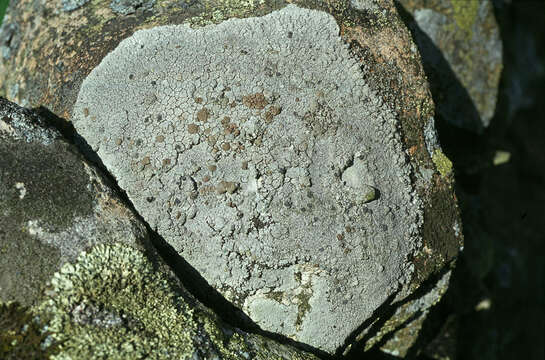 Image of porpidia lichen