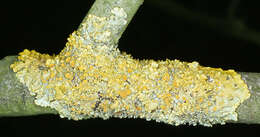 Imagem de Xanthoria parietina (L.) Beltr.