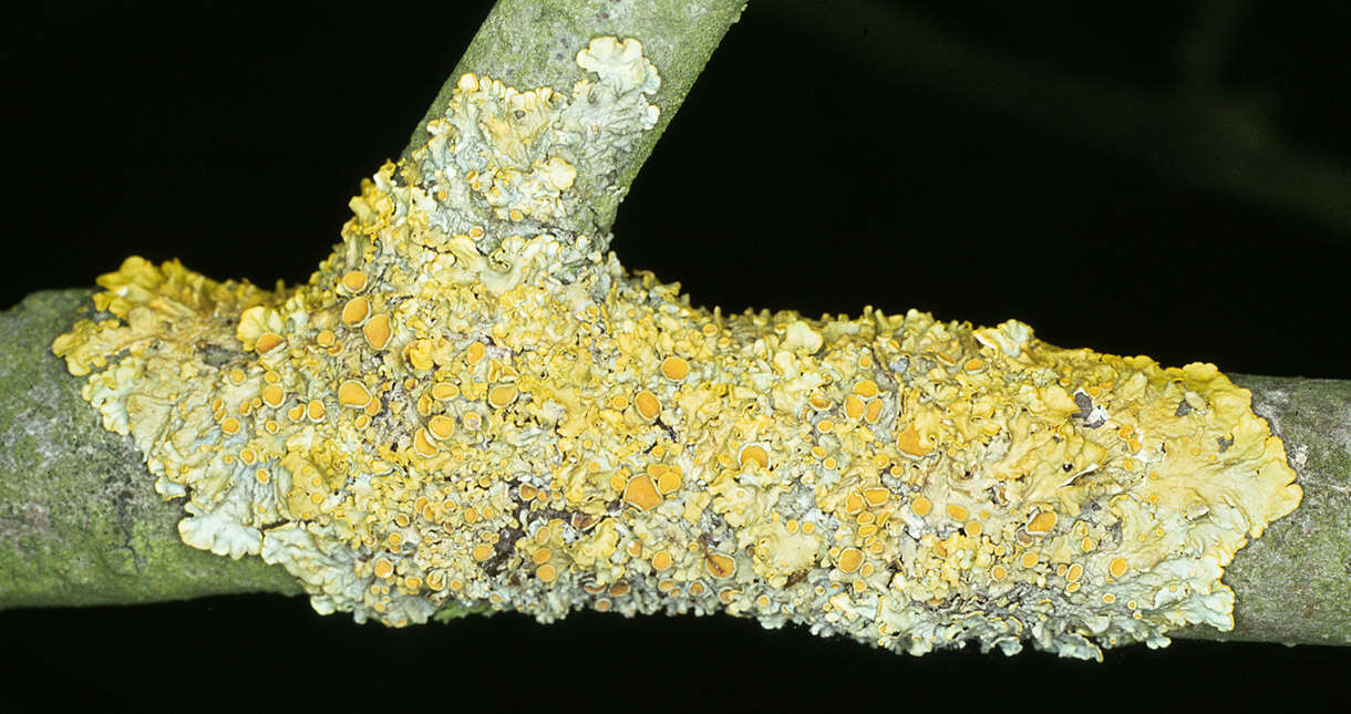 Image of orange wall lichen