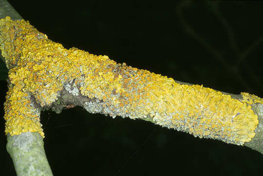 Image of orange wall lichen