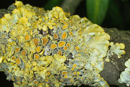 Image of orange wall lichen