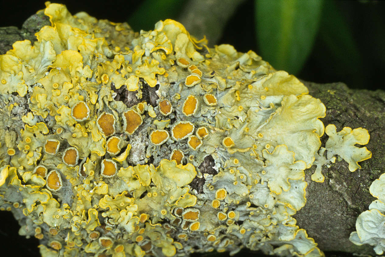 Image of orange wall lichen