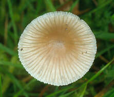 Image of Mycena leptocephala (Pers.) Gillet 1876