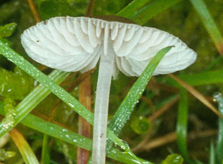 Image of Mycena leptocephala (Pers.) Gillet 1876