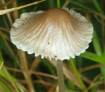 Image of Mycena leptocephala (Pers.) Gillet 1876