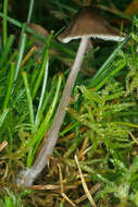 Image of Mycena leptocephala (Pers.) Gillet 1876