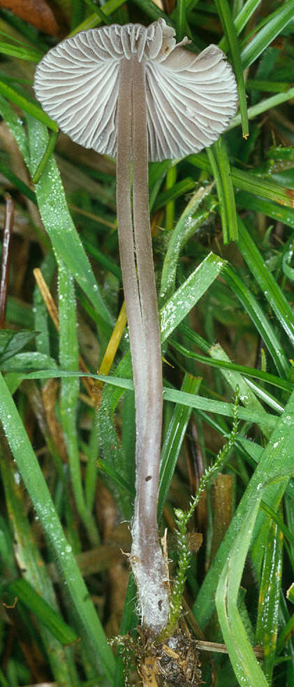 Image of Mycena leptocephala (Pers.) Gillet 1876