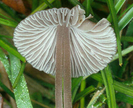 Image of Mycena leptocephala (Pers.) Gillet 1876