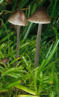 Image of Mycena leptocephala (Pers.) Gillet 1876