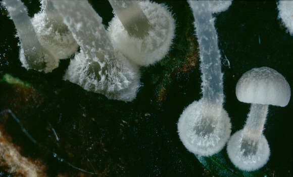 Image of Mycena clavularis (Batsch) Sacc. 1887