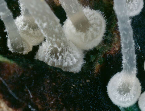 Image of Mycena clavularis (Batsch) Sacc. 1887