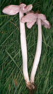 Image of Pink waxcap