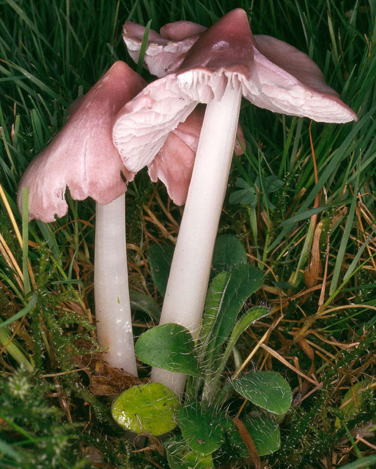 Image of Pink waxcap