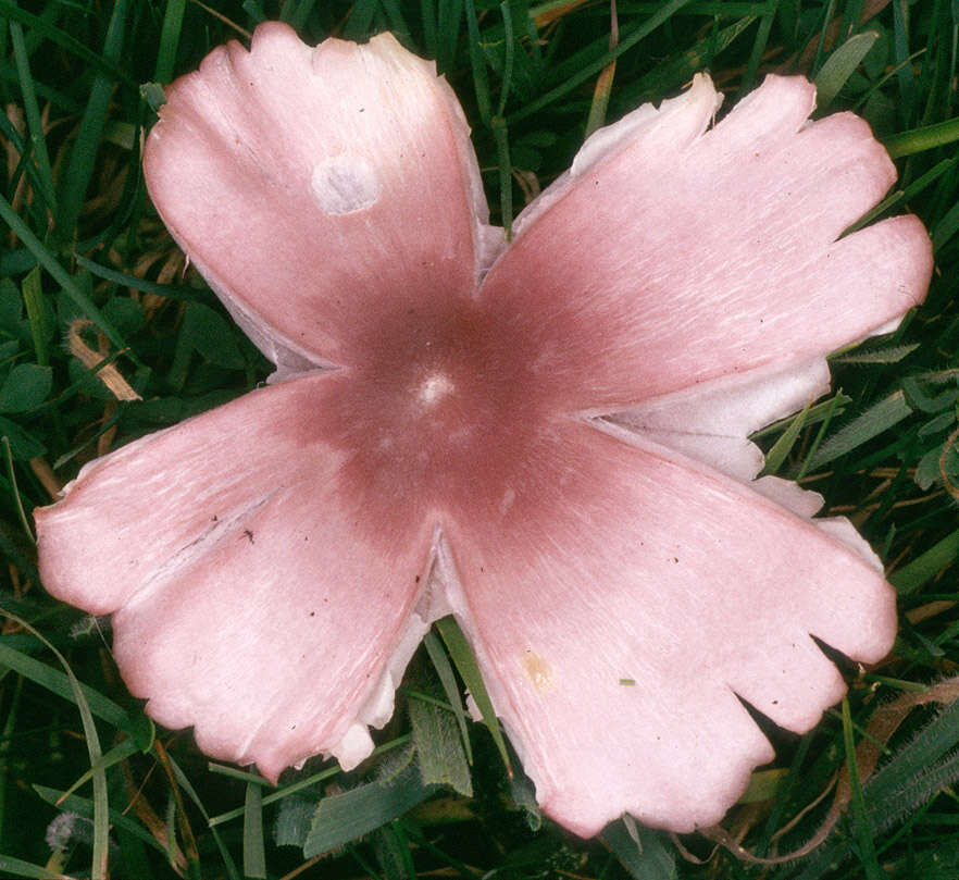 Image of Pink waxcap