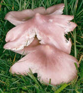 Image of Pink waxcap