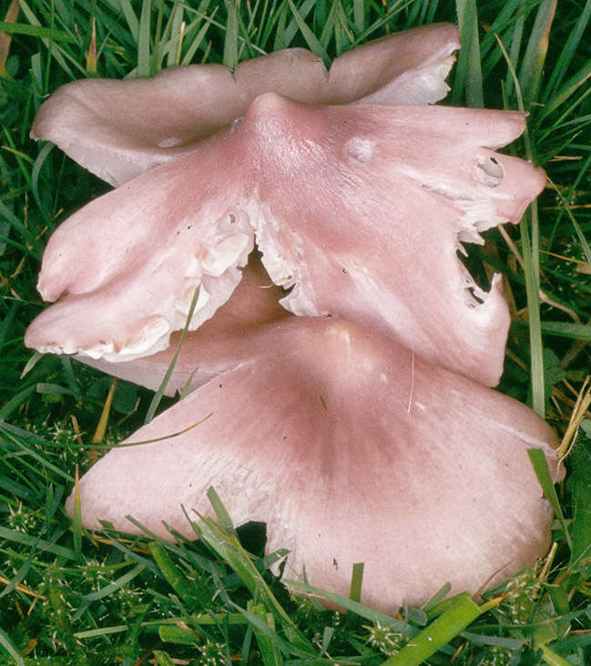 Image of Pink waxcap