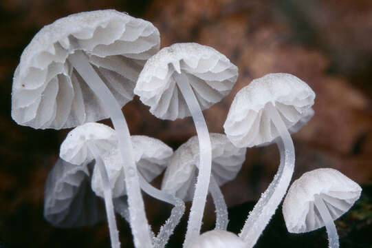 Image of Mycena clavularis (Batsch) Sacc. 1887