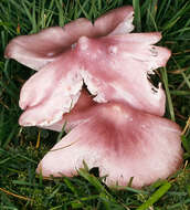 Image of Pink waxcap