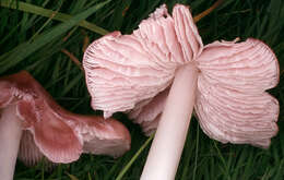 Image of Pink waxcap