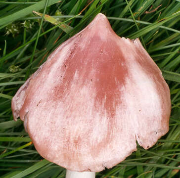 Image of Pink waxcap