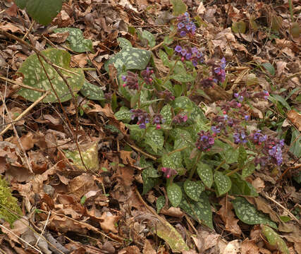 Image of Lungwort