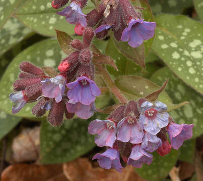 Image of Lungwort