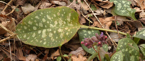 Image of Lungwort