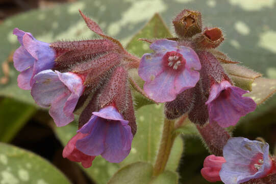 Image of Lungwort