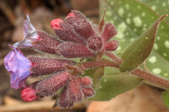 Image of Lungwort