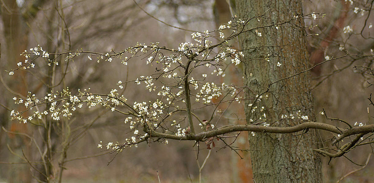 Image of Cherry Plum