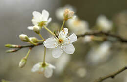 Image of Cherry Plum