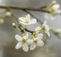 Image of Cherry Plum