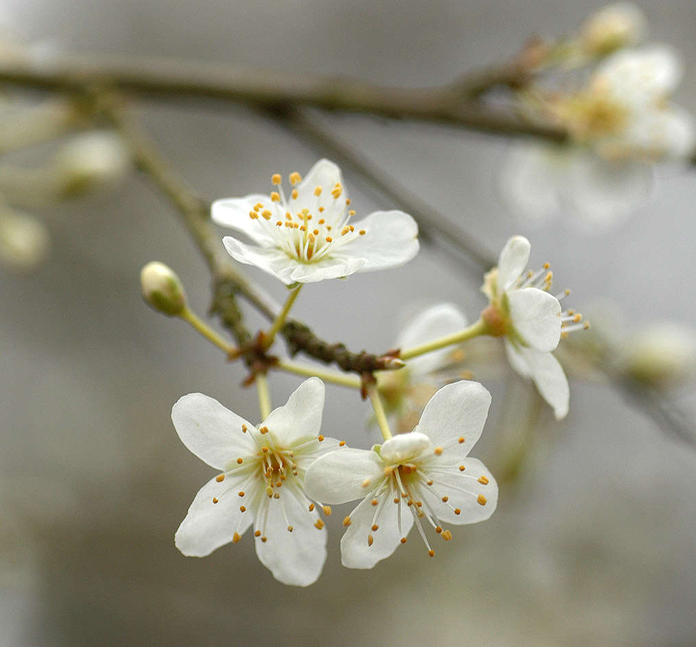 Image of Cherry Plum