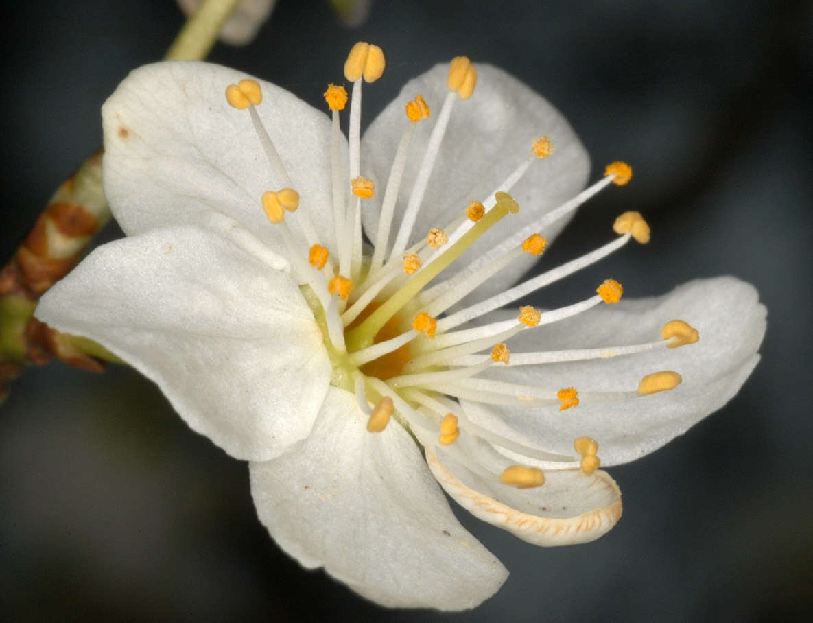 Image of Cherry Plum