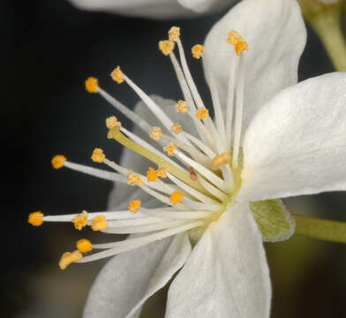 Image of Cherry Plum