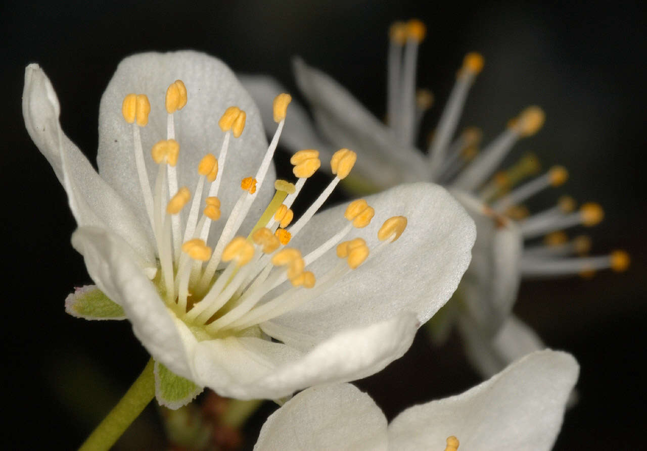 Image of Cherry Plum