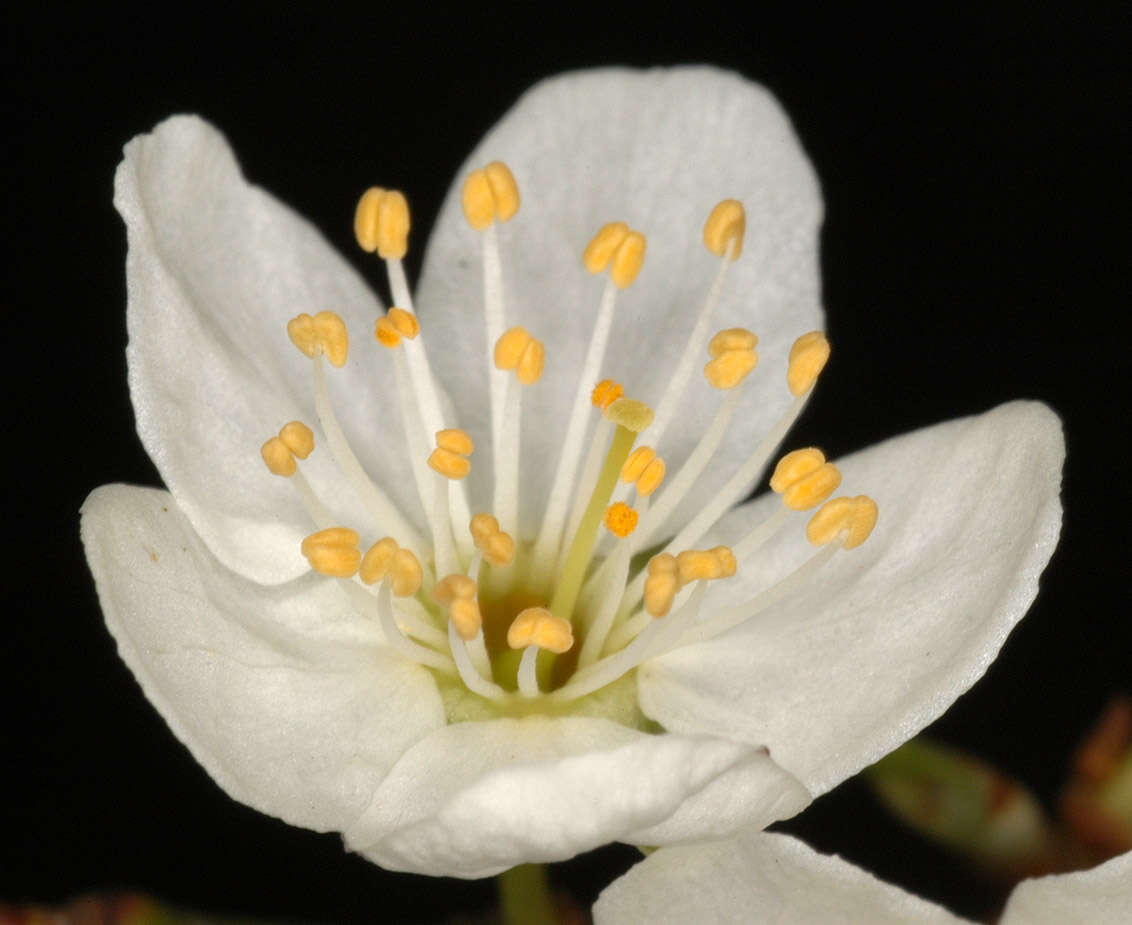 Image of Cherry Plum