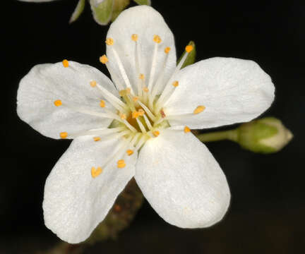 Image of Cherry Plum