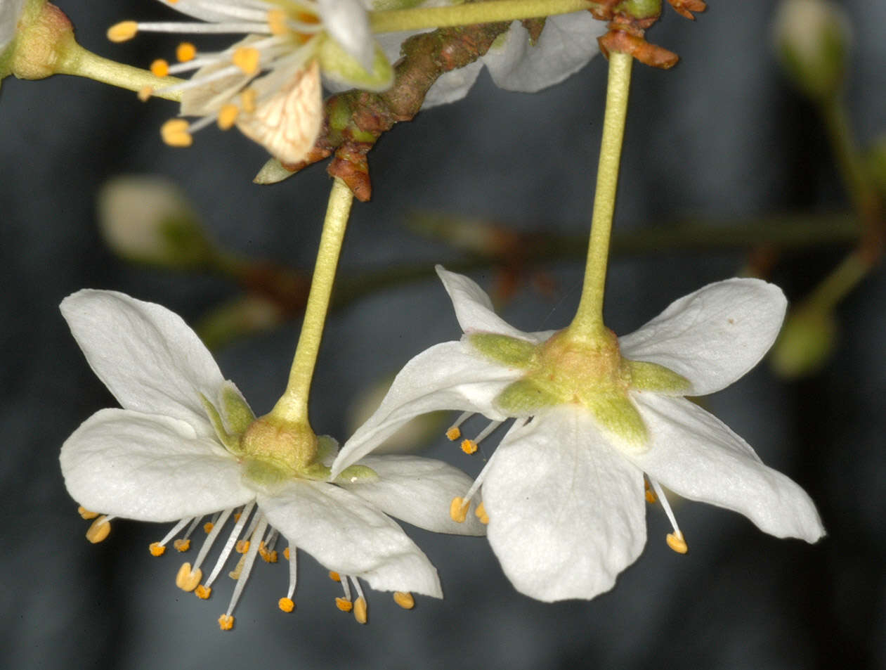 Image of Cherry Plum