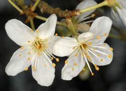 Image of Cherry Plum