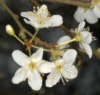 Image of Cherry Plum