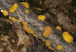 Image of Ditiola peziziformis (Lév.) D. A. Reid 1974