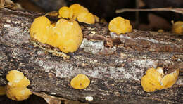 Image of Ditiola peziziformis (Lév.) D. A. Reid 1974