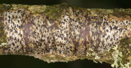 Image of dot lichen